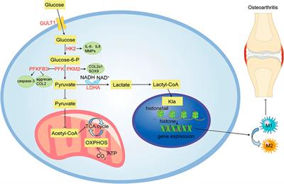 A new strategy for osteoarthritis therapy: Inhibition of glycolysis